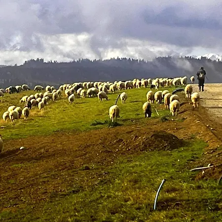 Apart Otel Pieninska 123